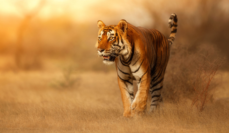 A family guide to Tamil Nadu - a tiger