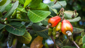 Cashews growing on a tree in Goa