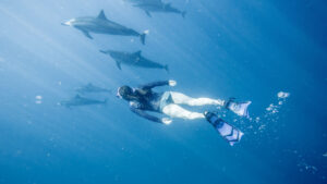 Group activities in Goa - swimming with dolphins