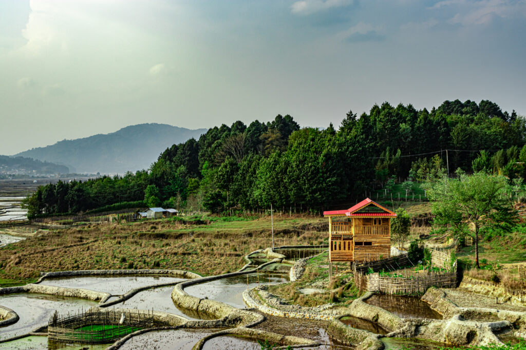 Countryside rice field in Ziro Arunachal Pradesh in India