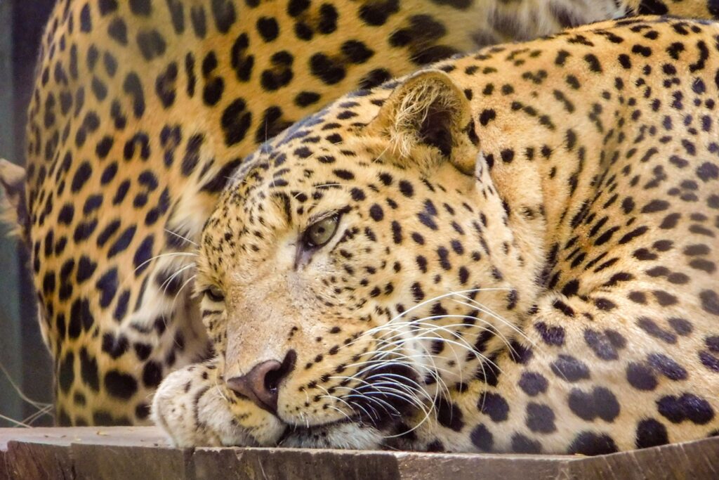 Asiatic Leopard in India