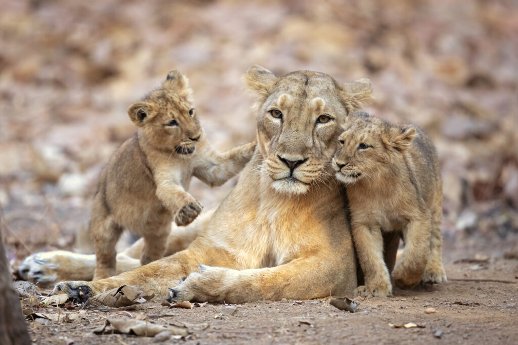 Asiatic Lion, Gir National Park Gujarat in India