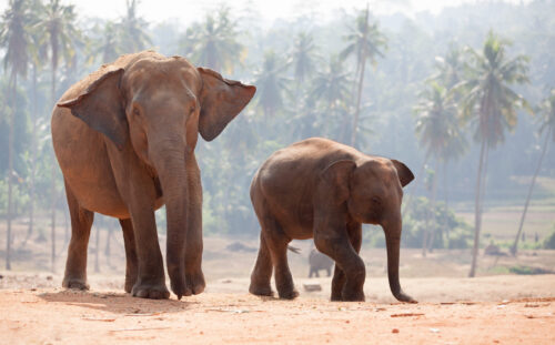 Family of Indian Elephants