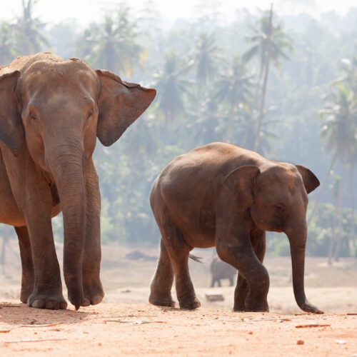 Family of Indian Elephants