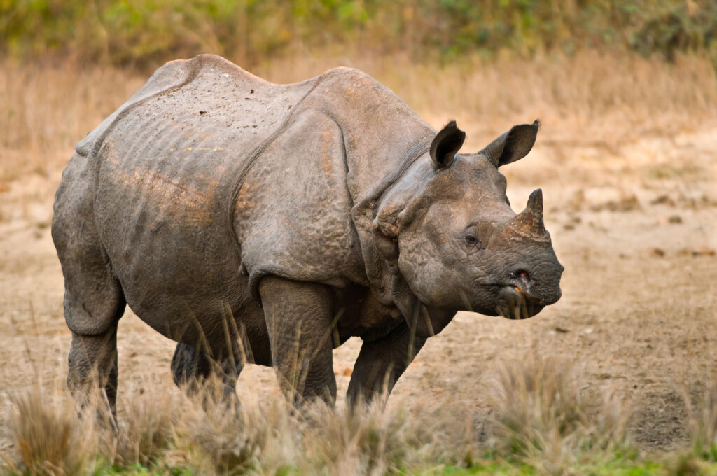 One-horned Rhino in India