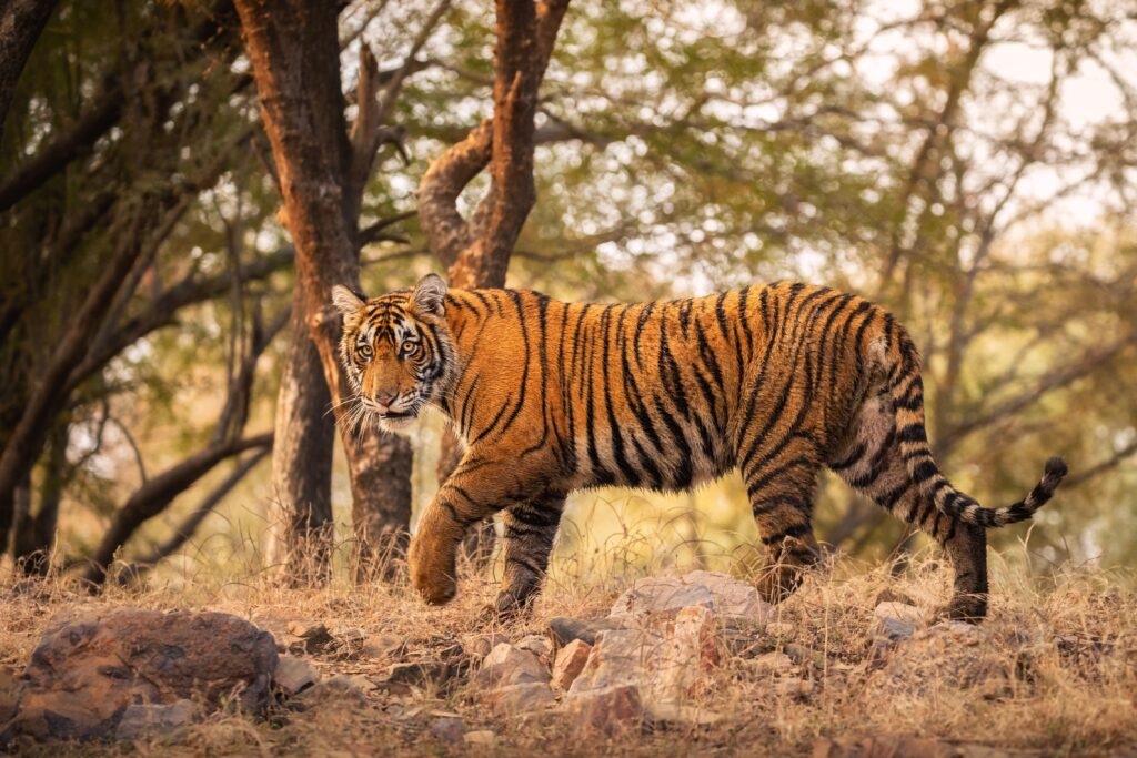 Royal Bengal Tiger in India