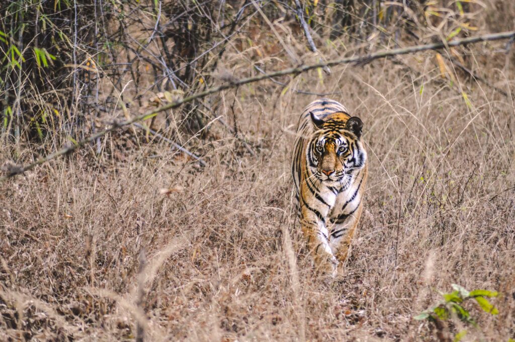 Tiger at Bandhavgarh National Park in India 