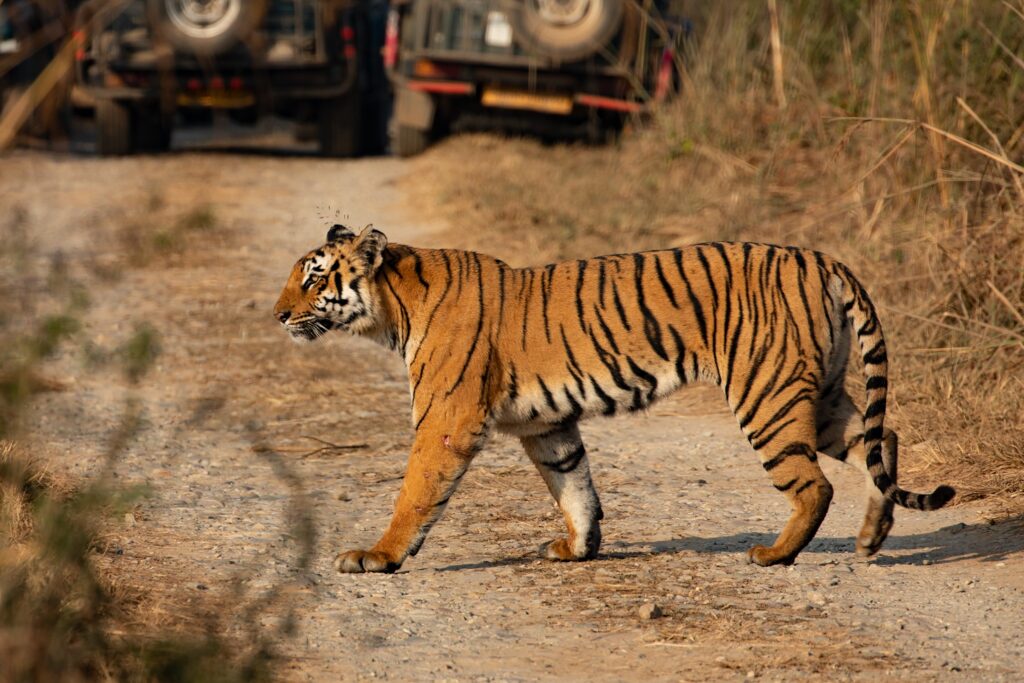 Tiger at Corbett National Park in India