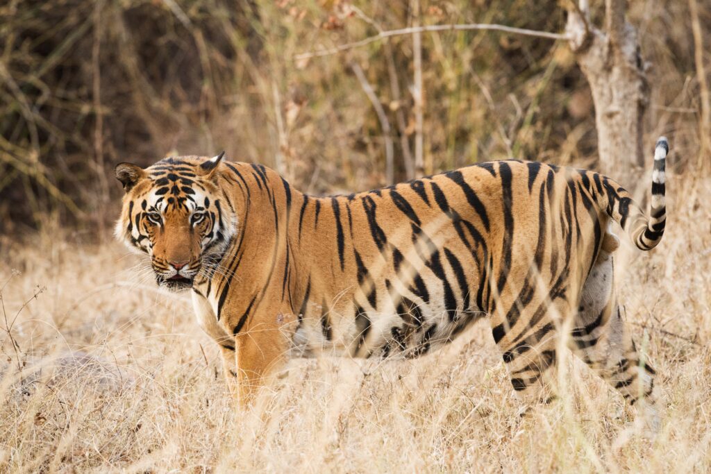 Tiger in India