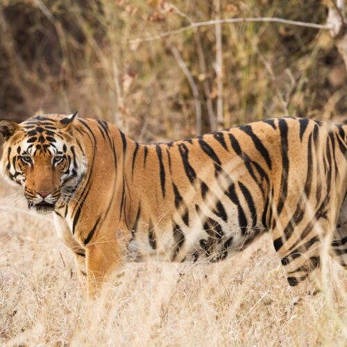 Tiger in India