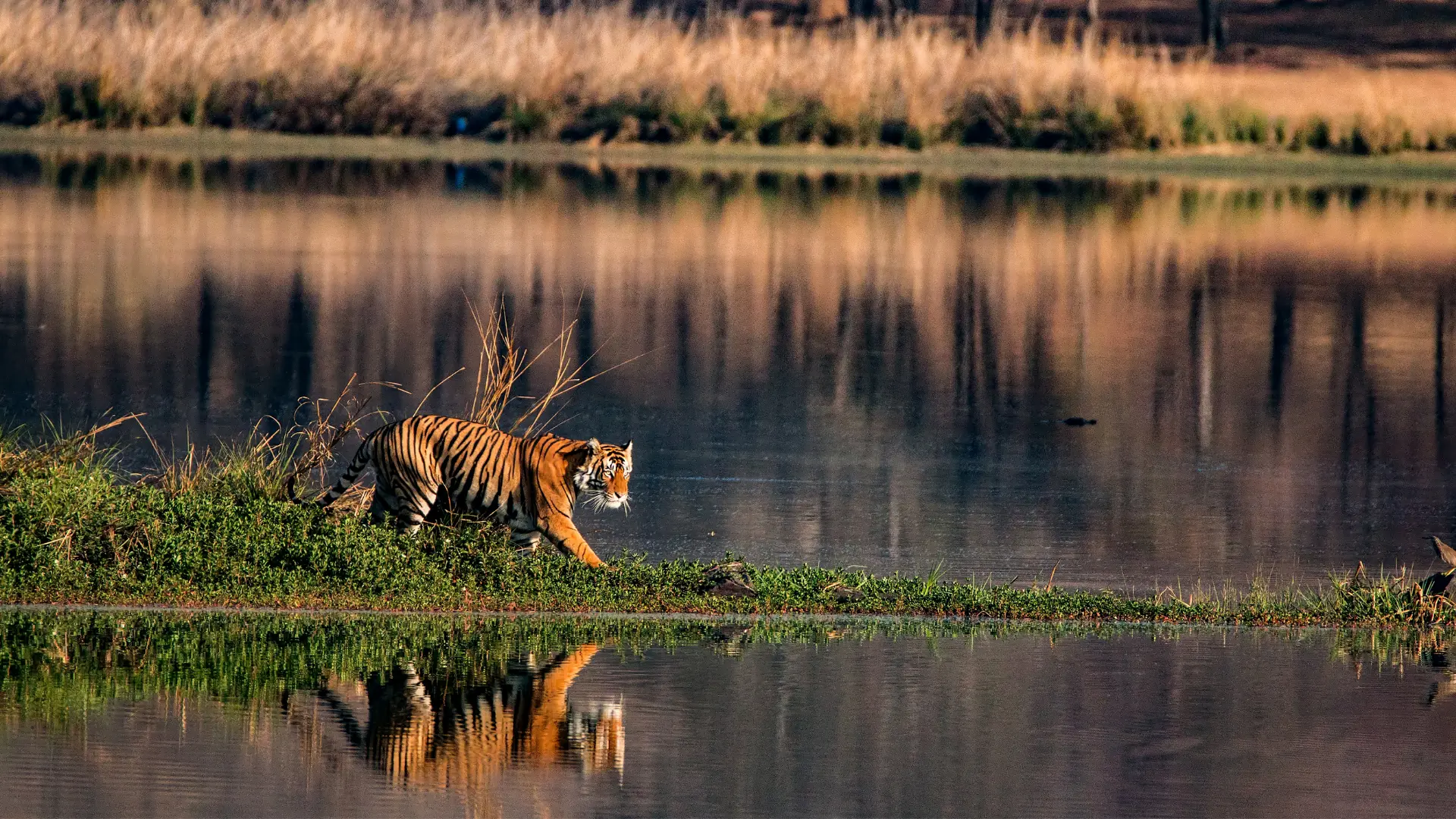 Royal Bengal Tiger in India