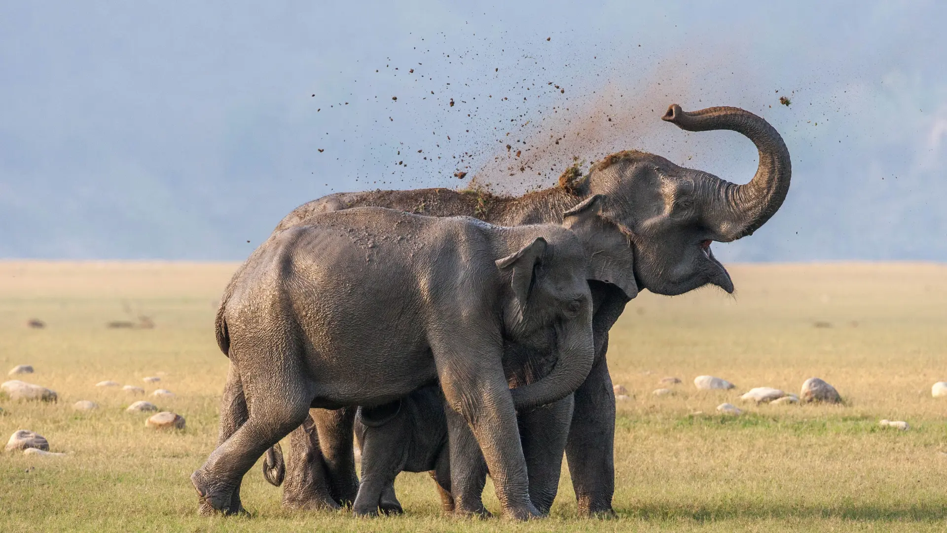 Family of Indian Elephants