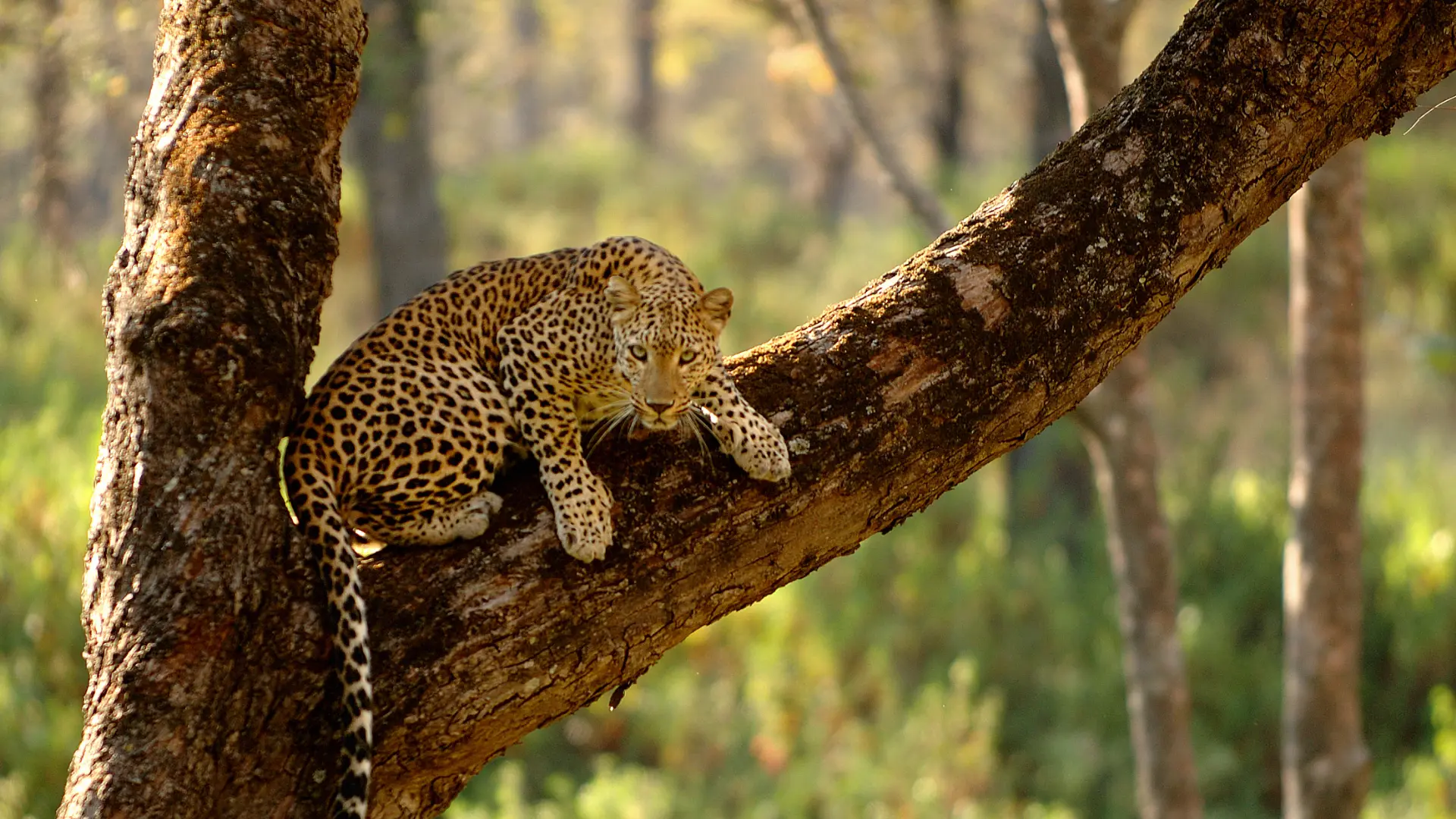 Asiatic Leopard in India