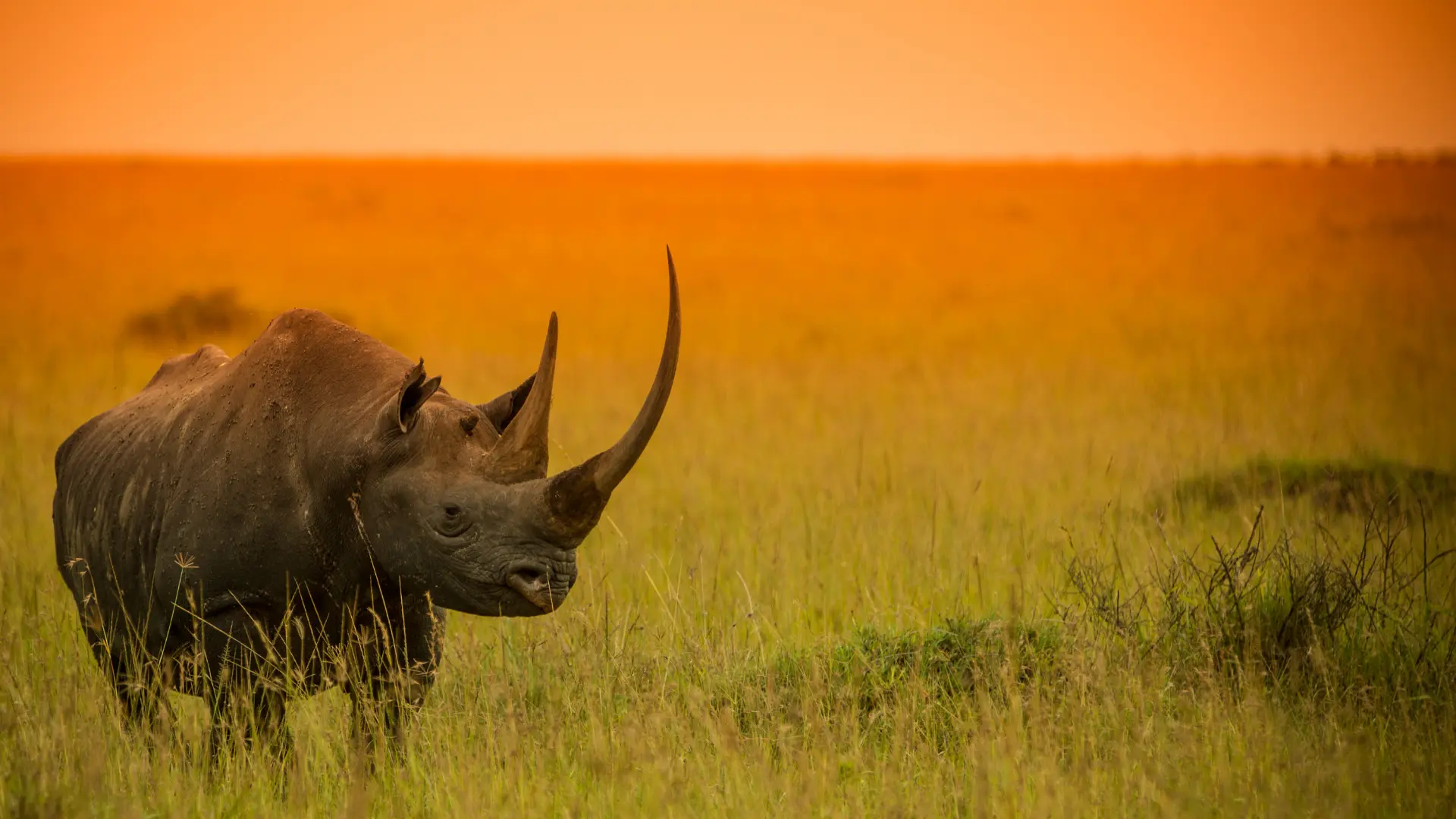 One-horned Rhino in India